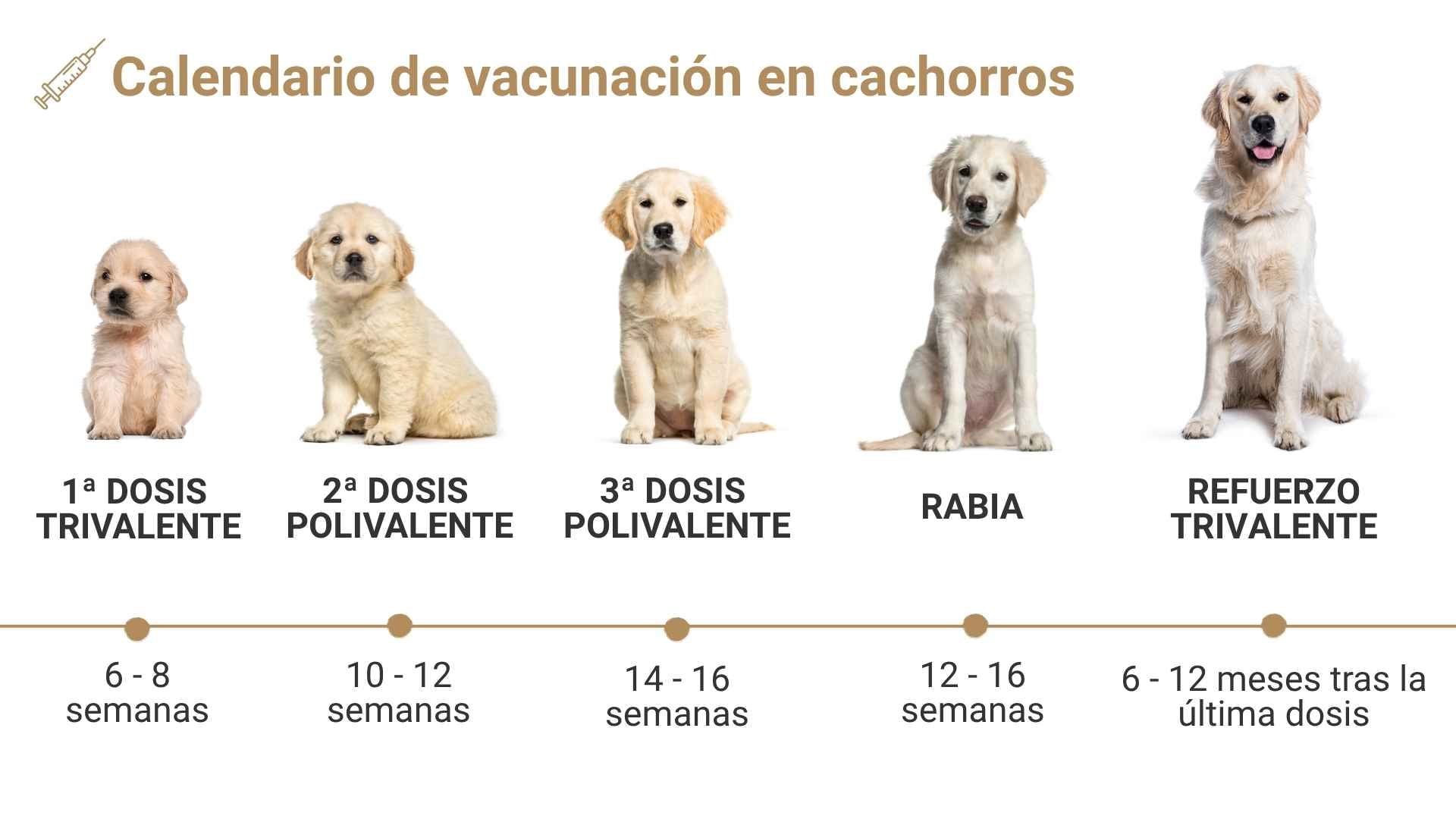 Calendario de vacunación perros